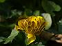 Ranunculus ficaria Double Brown3